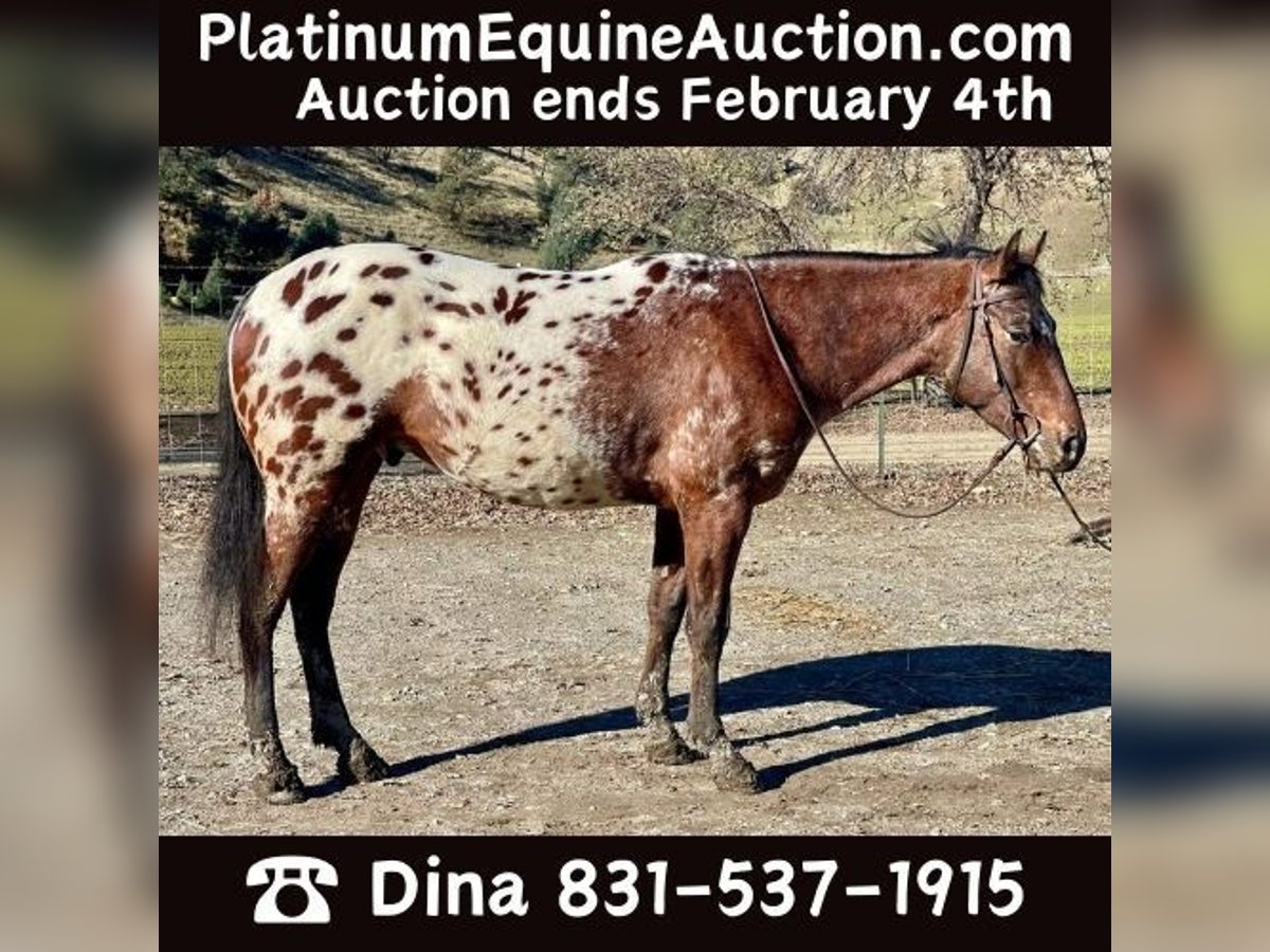 Appaloosa Castrone 5 Anni Baio ciliegia in Paicines, CA