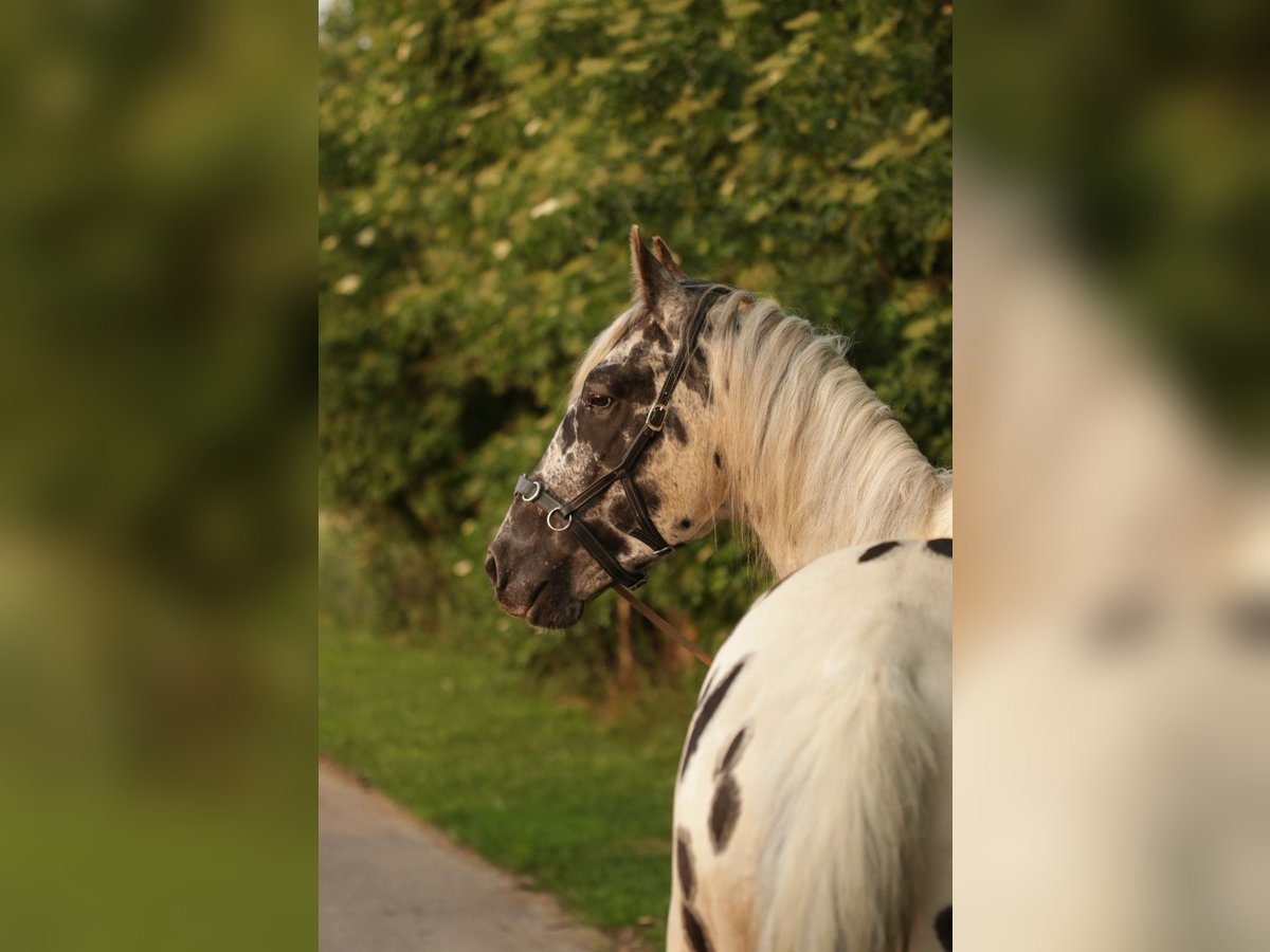 Appaloosa Castrone 5 Anni in PoysbrunnPoysbrunn