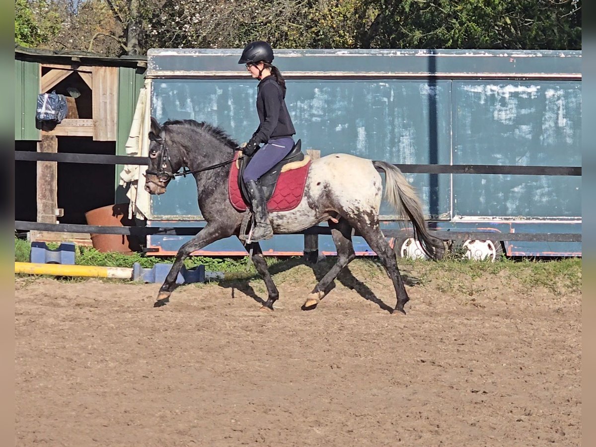 Appaloosa Mix Castrone 6 Anni 136 cm Bianco in Mülheim an der Ruhr