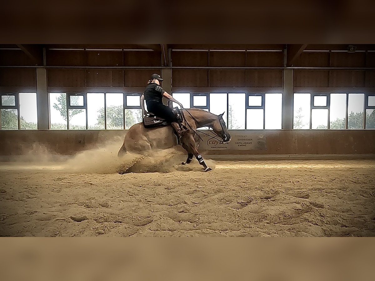 Appaloosa Castrone 6 Anni 154 cm Falbo in Oberhaching