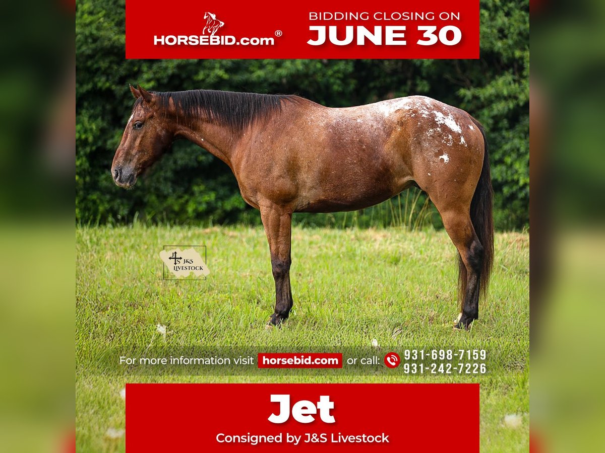 Appaloosa Castrone 7 Anni 160 cm in Santa Fe, TN