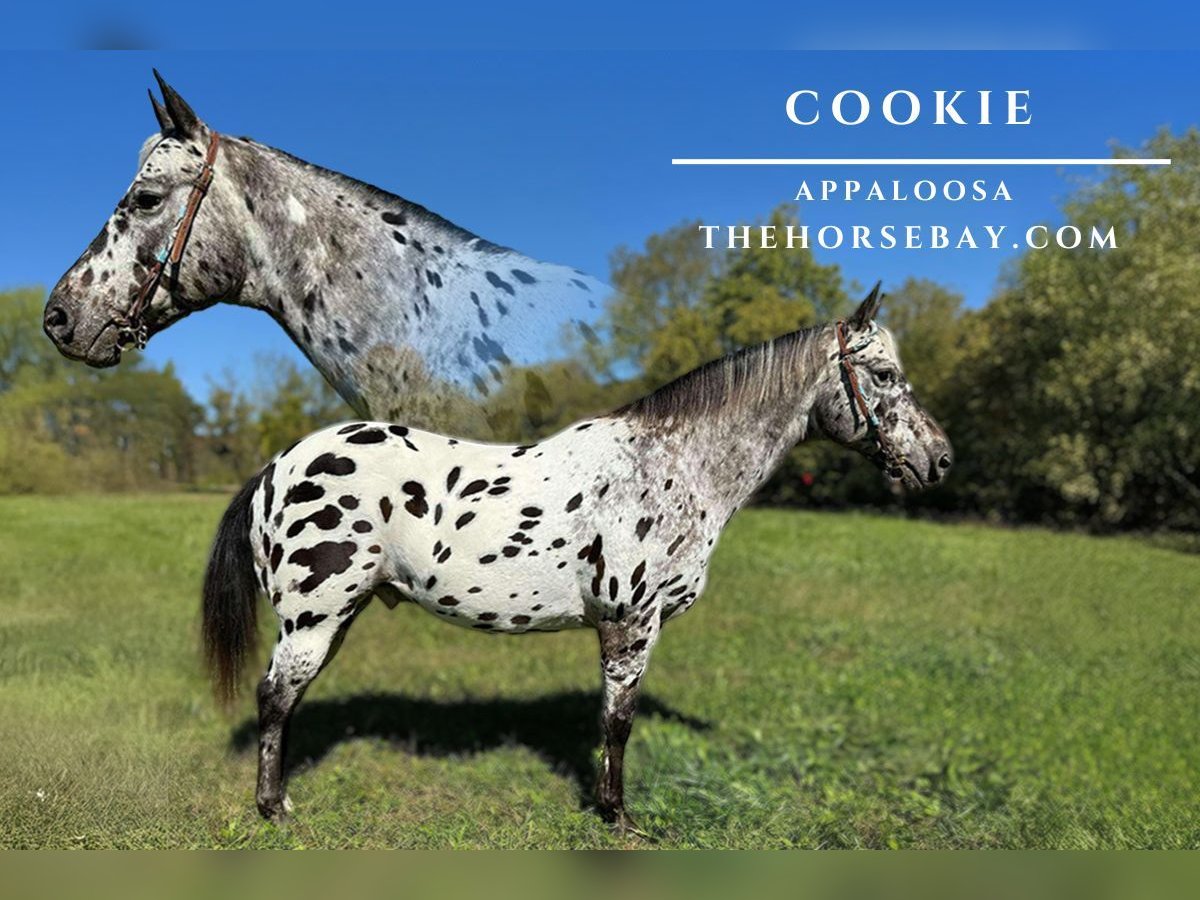 Appaloosa Castrone 8 Anni 147 cm Leopard in Mize, KY