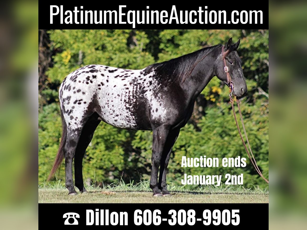 Appaloosa Castrone 9 Anni Morello in Brodhead KY