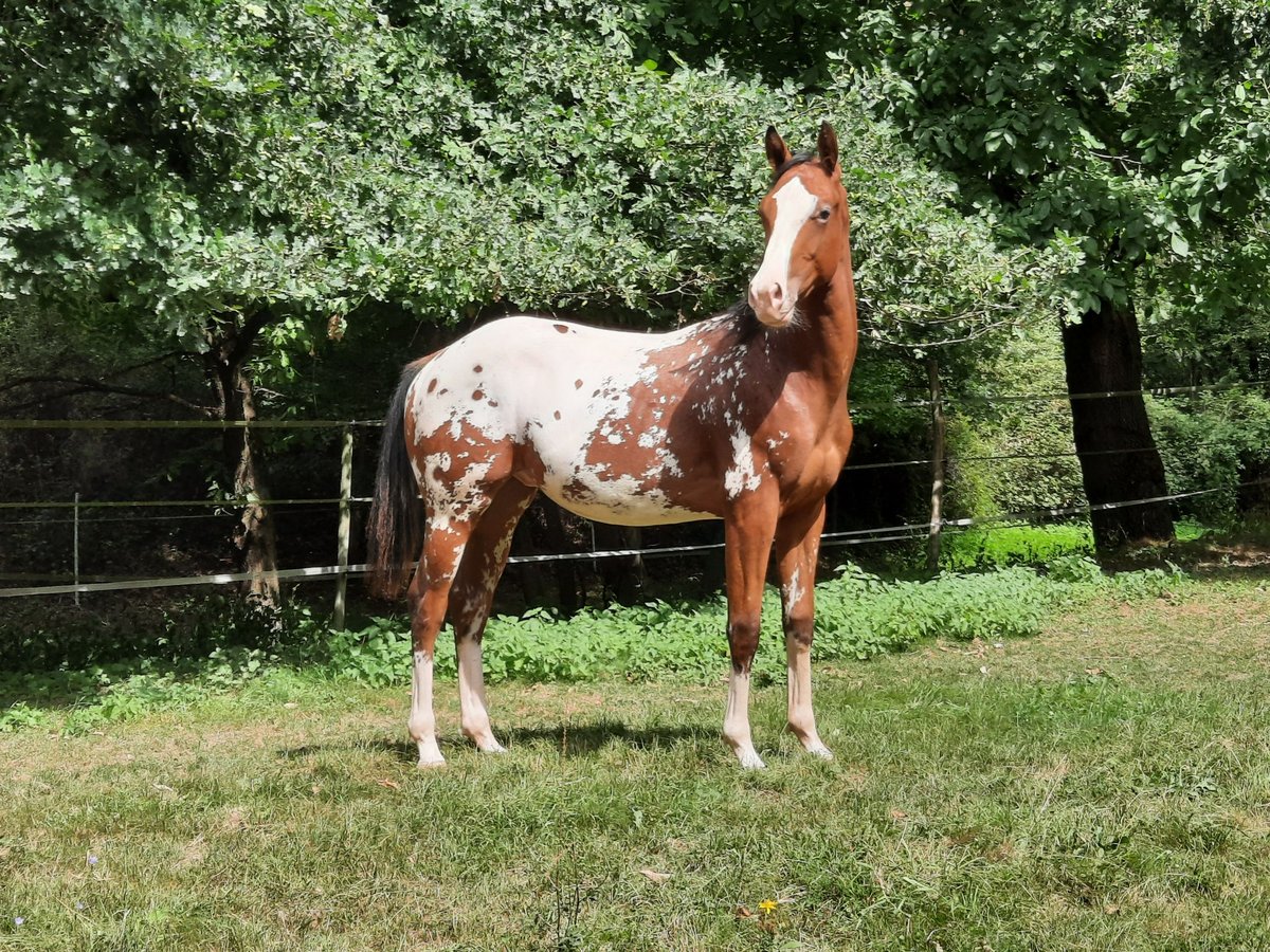 Appaloosa Étalon 1 Année 148 cm Bai in Odenbach