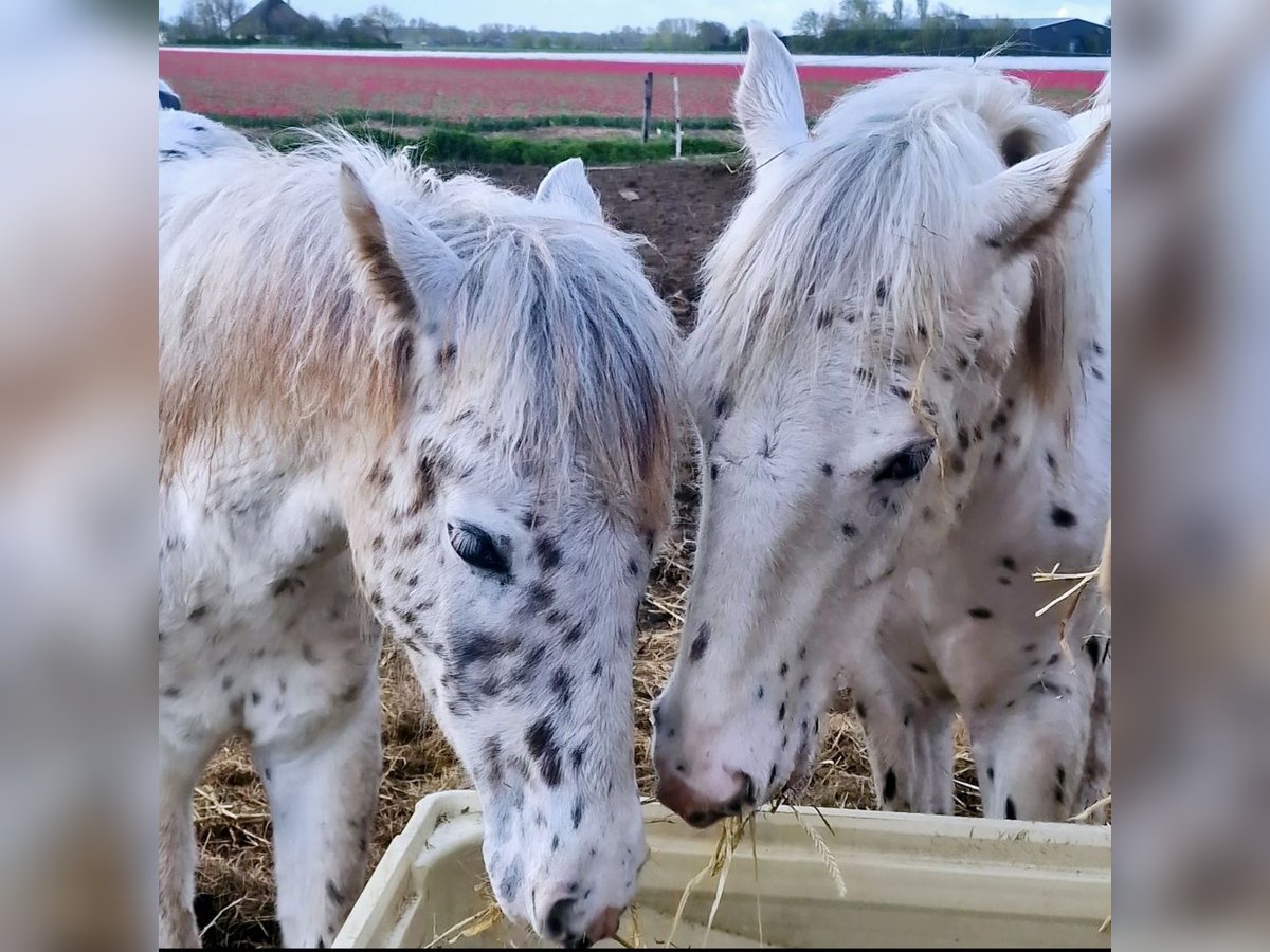 Appaloosa Étalon 1 Année 150 cm Léopard in Egmond-Binnen