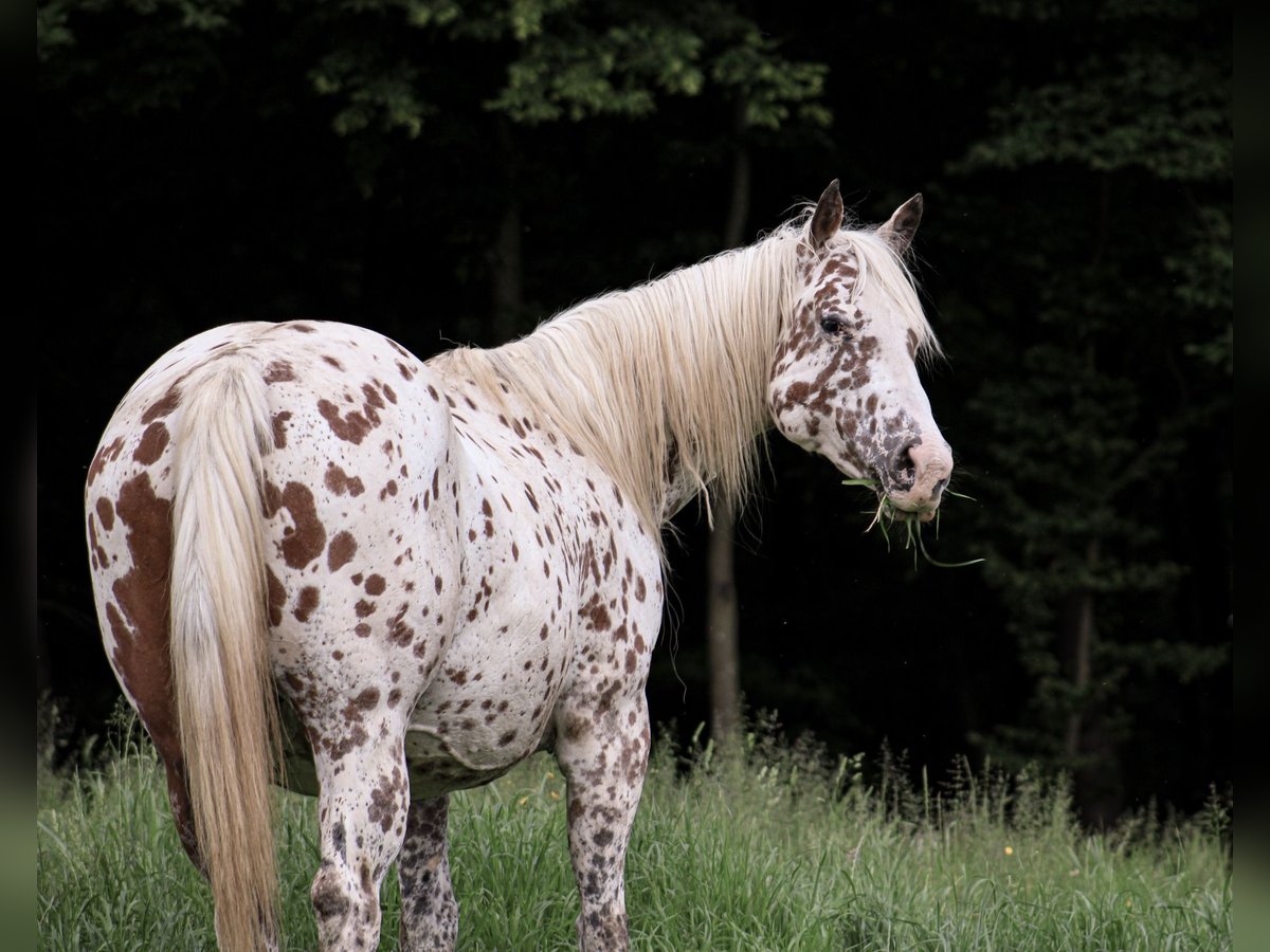 Appaloosa Étalon 1 Année 155 cm Noir in Globoko