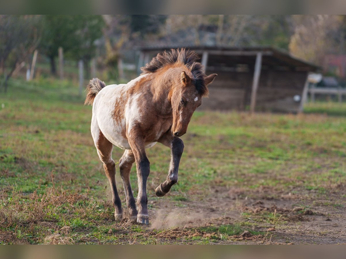 Appaloosa Étalon 1 Année 160 cm Léopard in Dorog