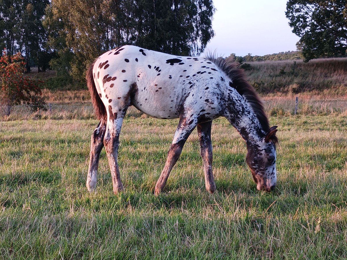 Appaloosa Étalon 1 Année Blanc in Sösdala