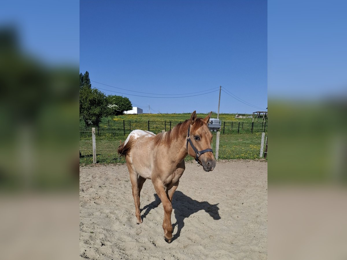 Appaloosa Étalon 1 Année Isabelle in Lierde