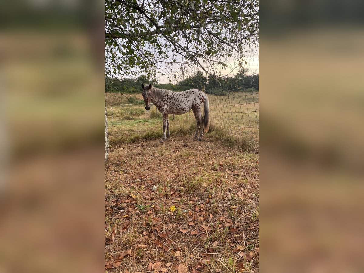 Appaloosa Étalon 1 Année in St. Urban