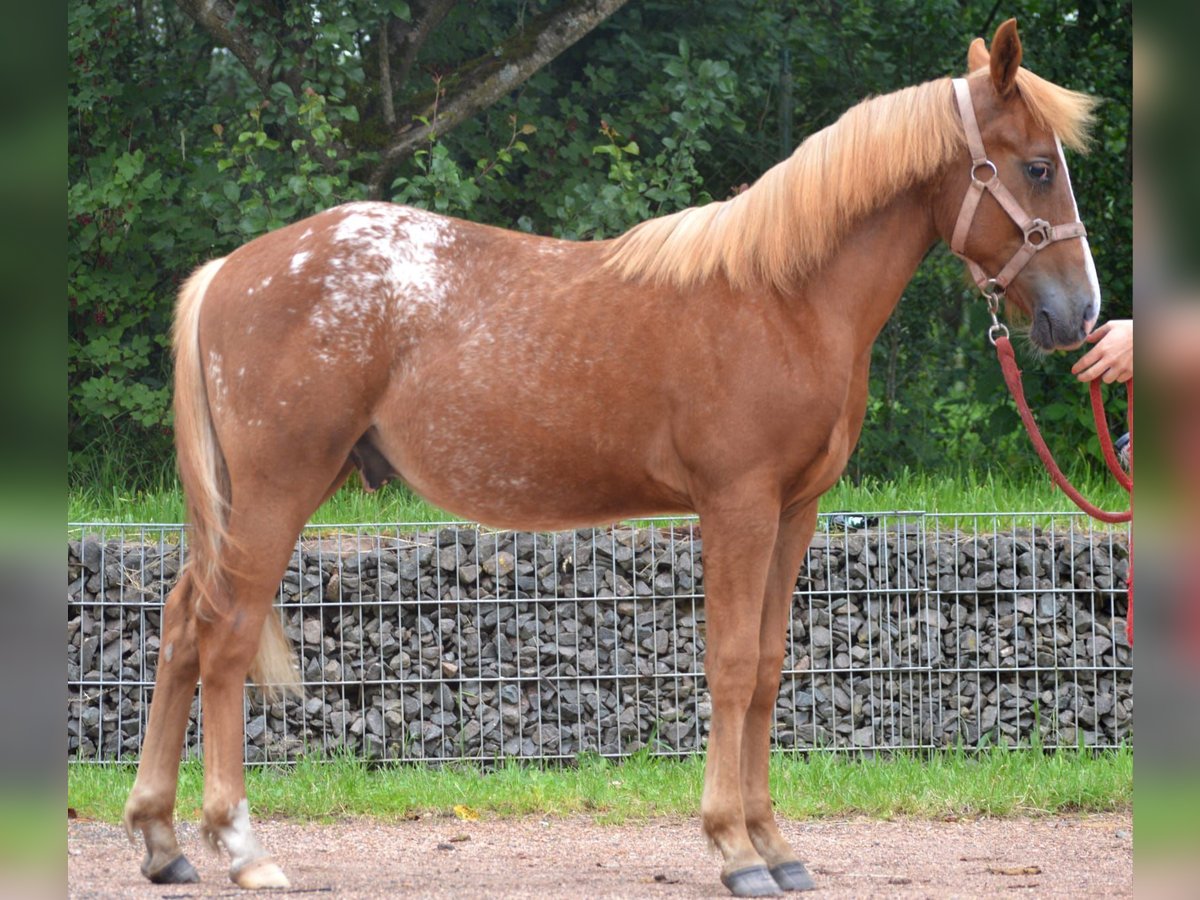 Appaloosa Croisé Étalon 2 Ans 145 cm Alezan in Nohfelden