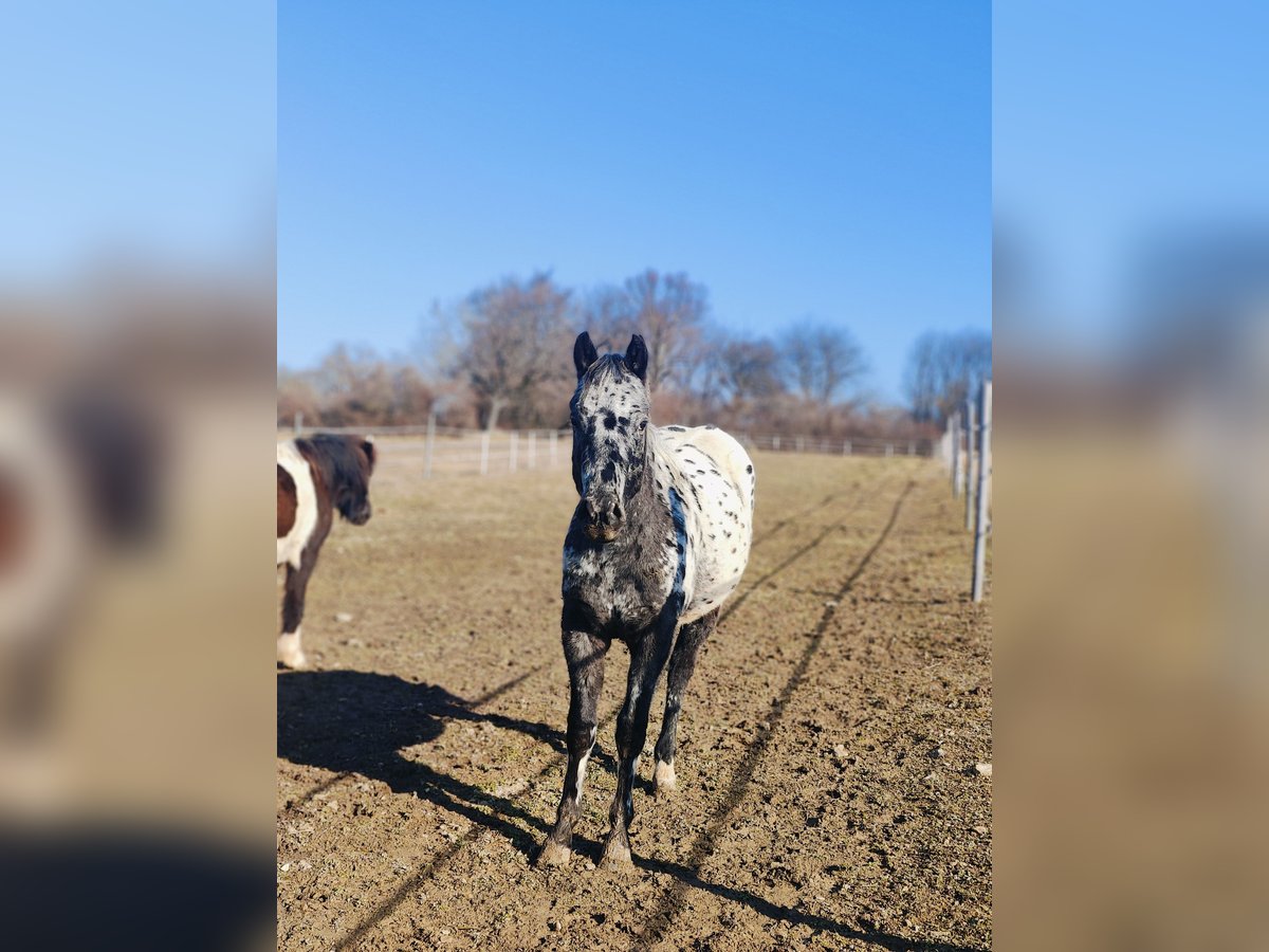 Appaloosa Étalon 2 Ans 145 cm Léopard in Au am Leithaberge