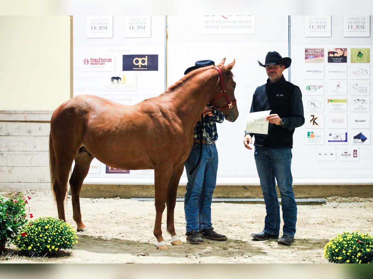 Appaloosa Étalon 3 Ans Alezan cuivré in Komenda