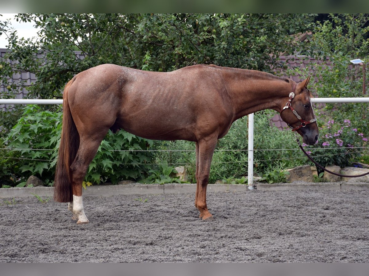 Appaloosa Étalon 4 Ans 160 cm Alezan cuivré in Prague