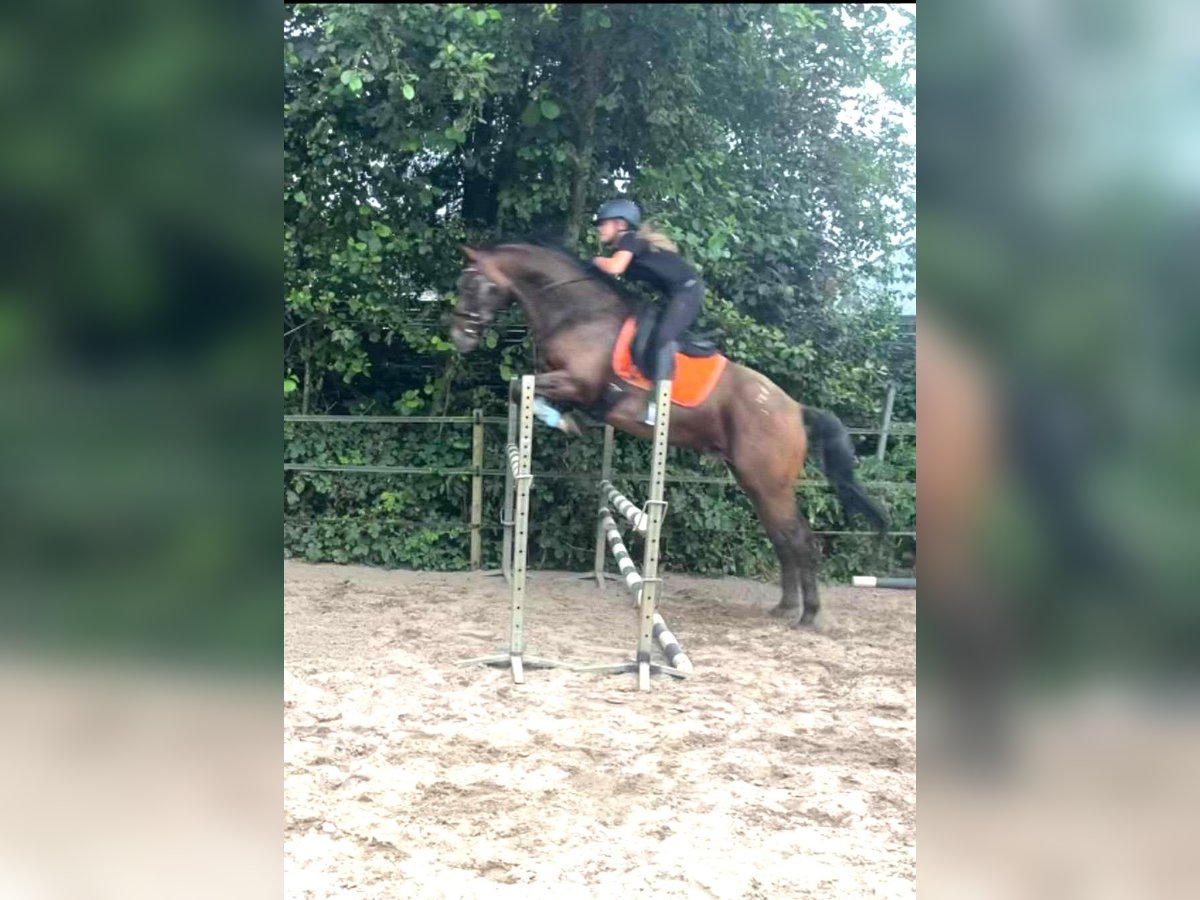 Appaloosa Étalon 5 Ans 165 cm Léopard in Boxmeer