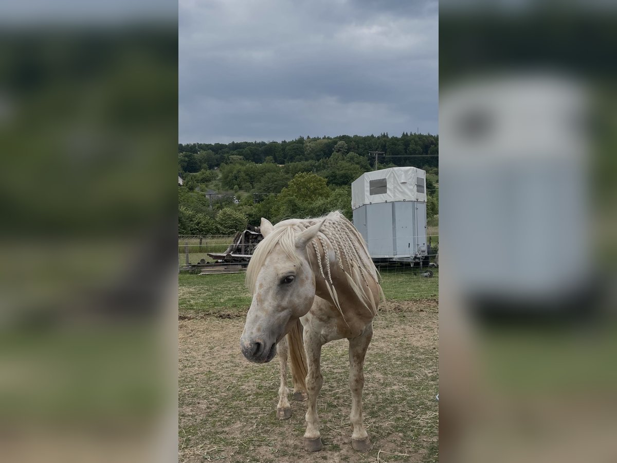 Appaloosa Croisé Étalon 6 Ans 145 cm Léopard in HaibachHaibach