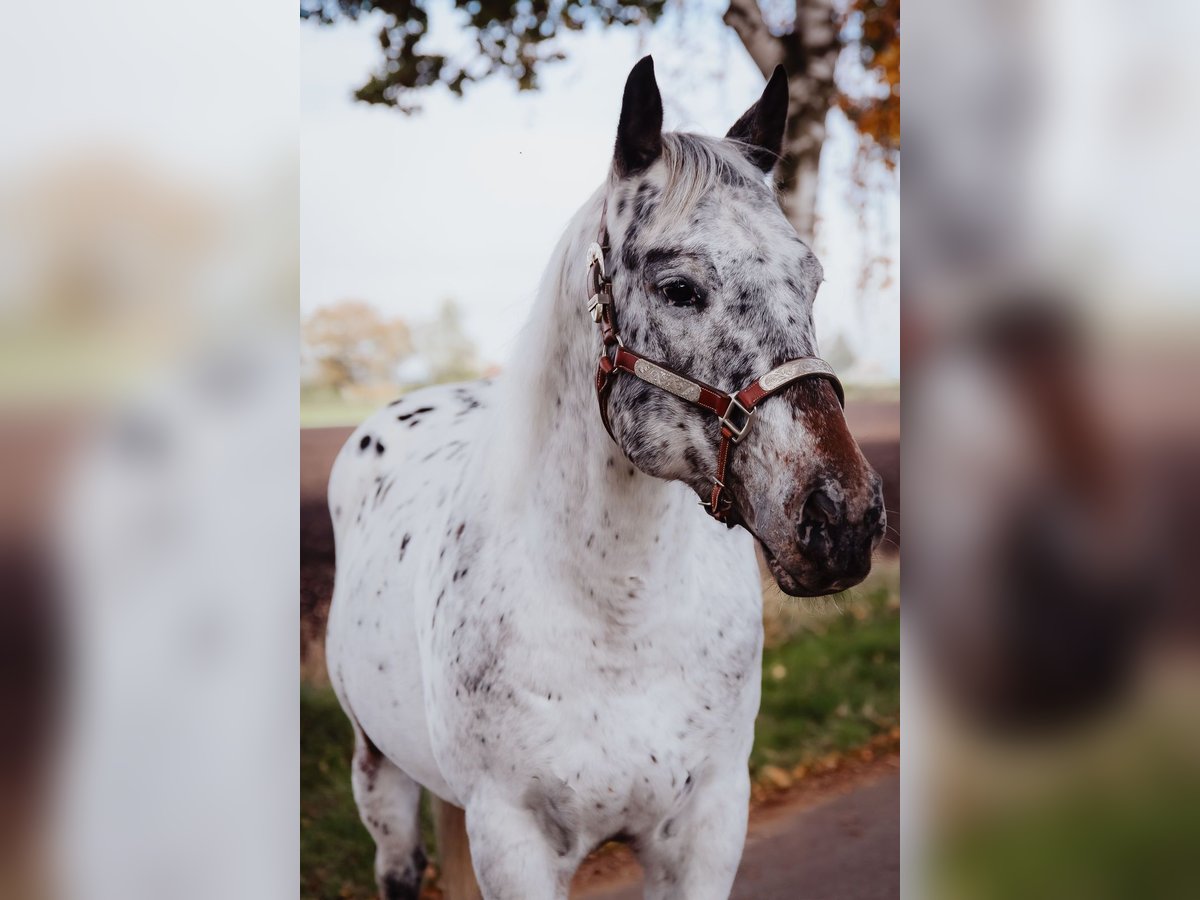 Appaloosa Étalon in Munningen