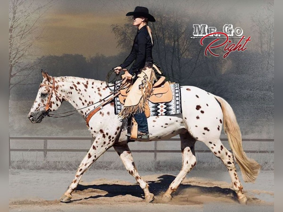 Appaloosa Étalon Léopard in Kirtorf