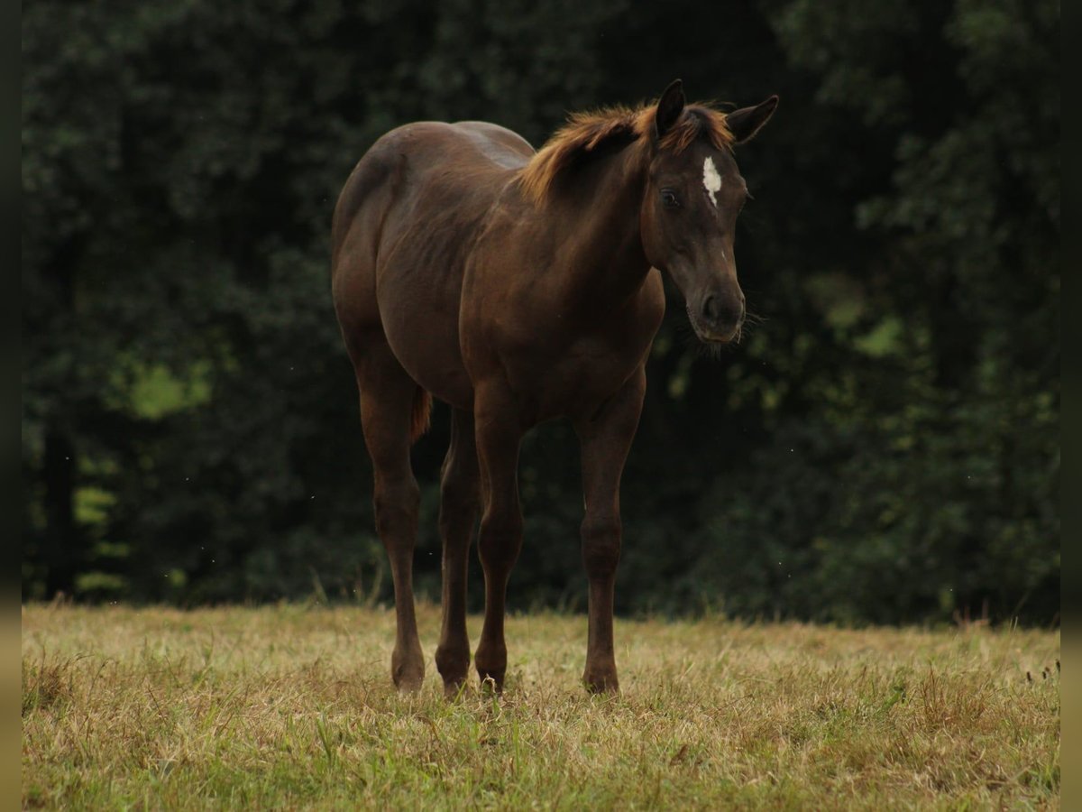 Appaloosa Étalon Poulain (02/2024) 150 cm Noir in Brežice