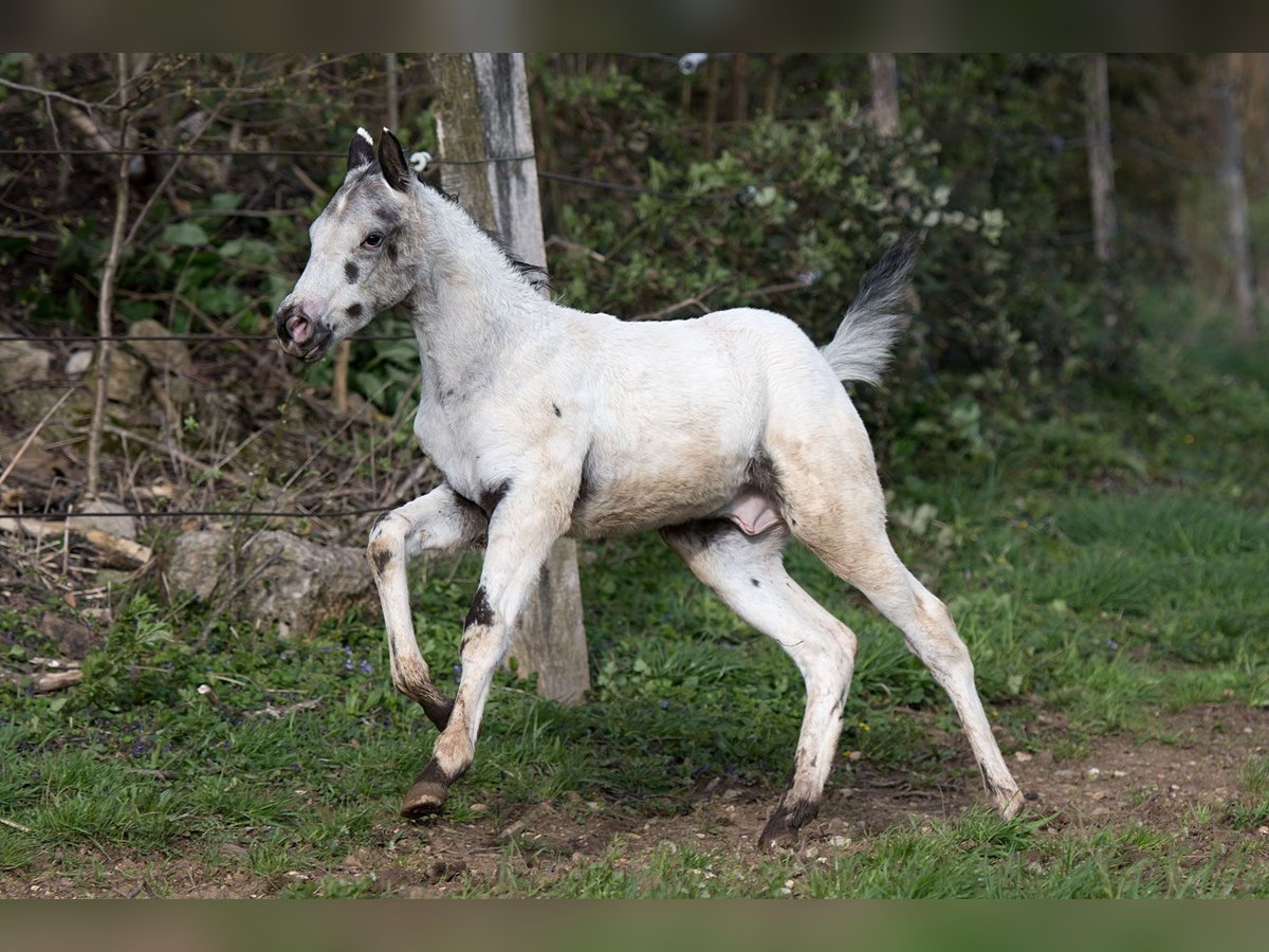 Appaloosa Étalon Poulain (02/2024) 155 cm in Stüsslingen