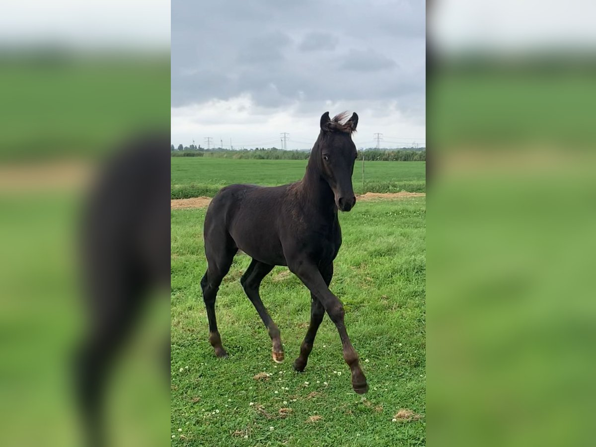 Appaloosa Croisé Étalon Poulain (05/2024) 155 cm Léopard in Simonshaven