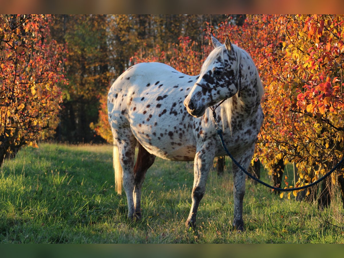 Appaloosa Étalon  155 cm in Globoko