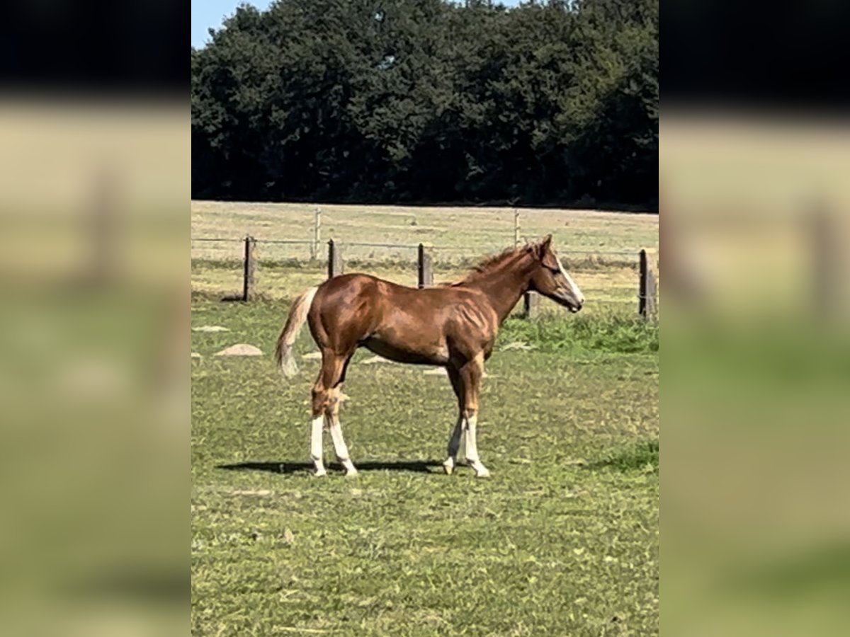 Appaloosa Étalon Poulain (04/2024) Alezan in Bruchhausen-Vilsen