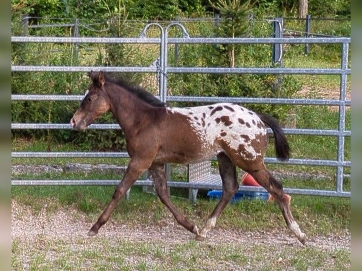 Appaloosa Étalon Poulain (04/2024) Léopard in Berching