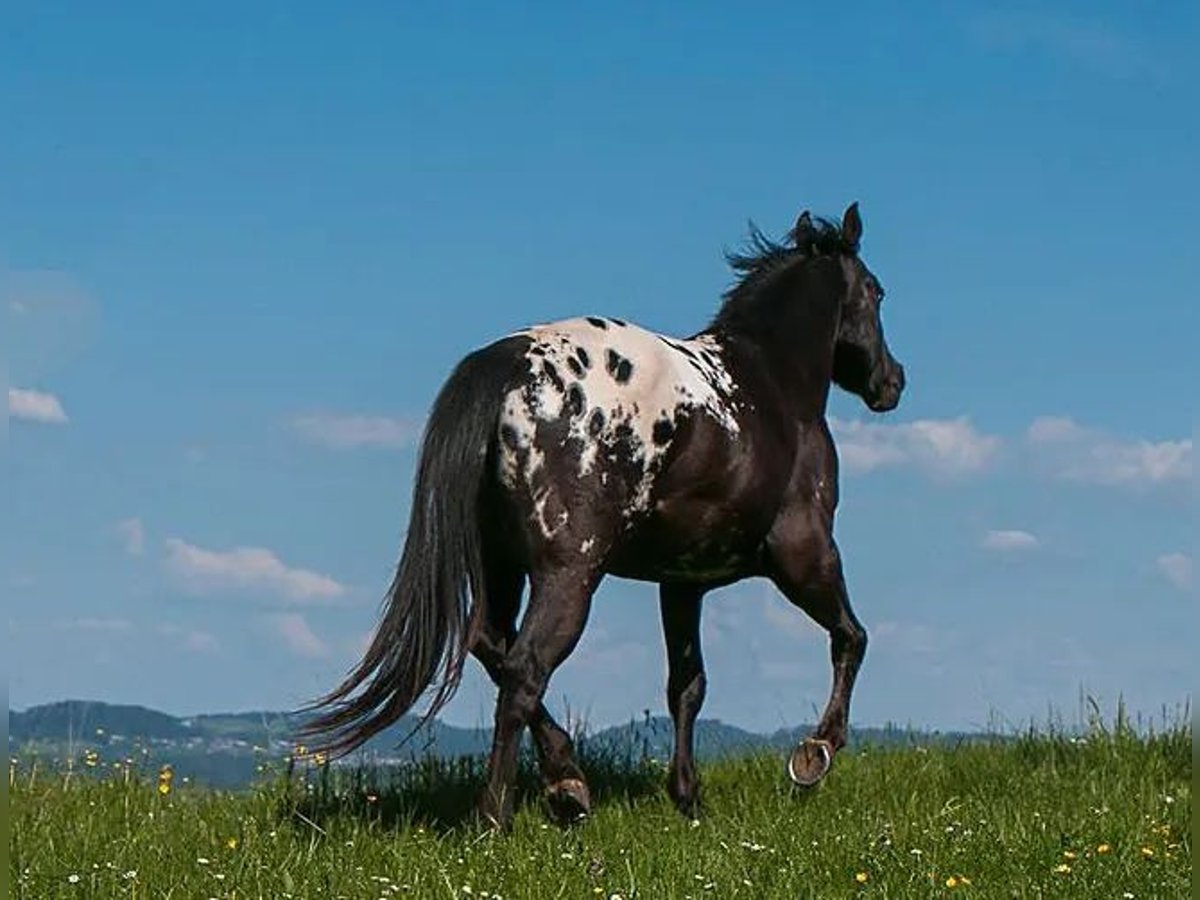 Appaloosa Étalon in Buttwil