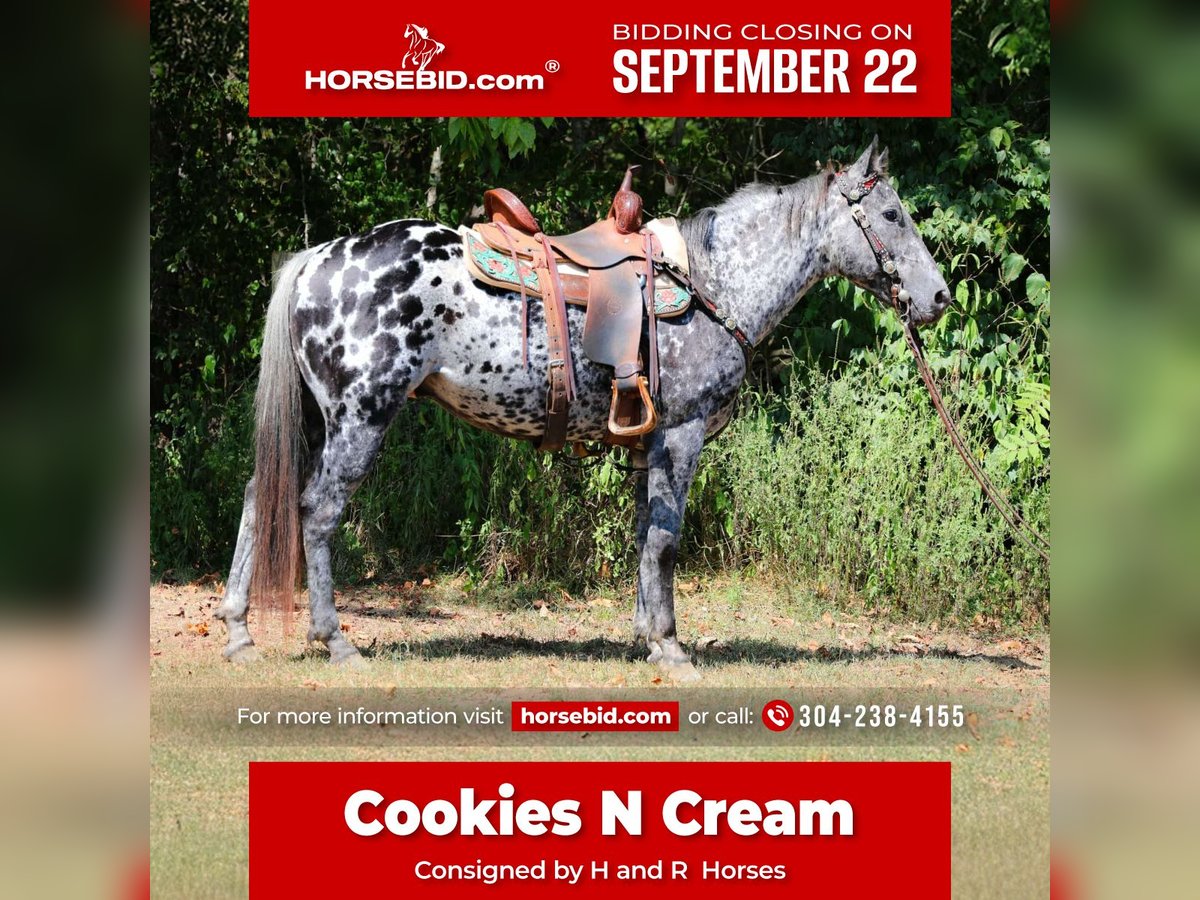 Appaloosa Gelding 10 years 14,3 hh Leopard-Piebald in Flemingsburg