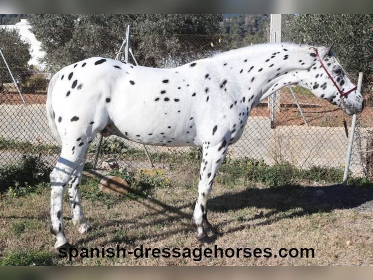 Appaloosa Mix Gelding 10 years 15,2 hh in Barcelona