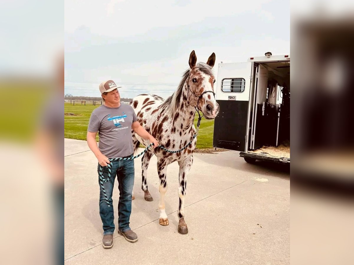 Appaloosa Gelding 10 years 15,1 hh in Hannover