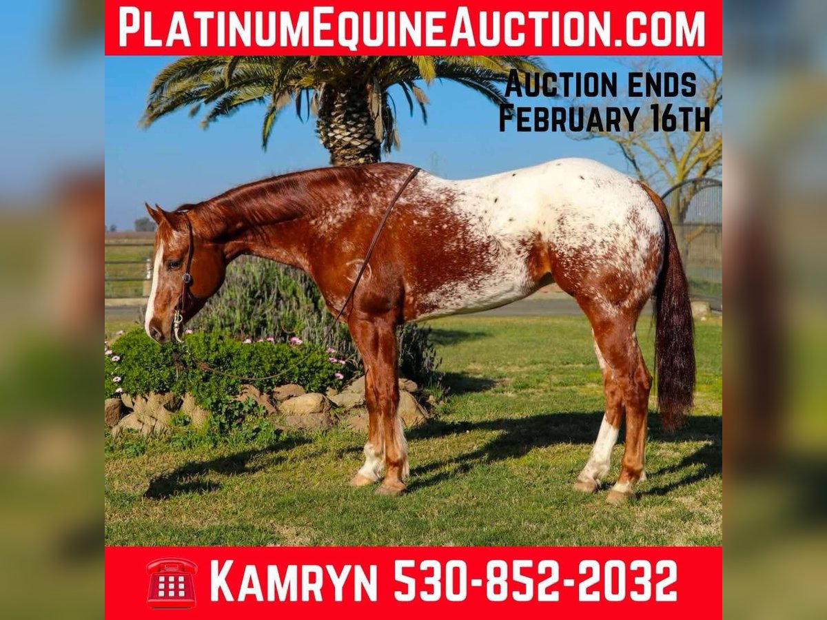 Appaloosa Gelding 10 years 15,2 hh in Pleasant Grove CA