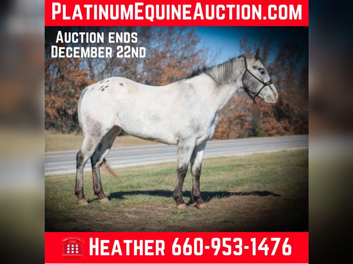 Appaloosa Gelding 11 years 13,2 hh Grey in Princeton MO