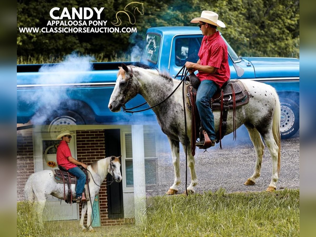 Appaloosa Gelding 11 years 13 hh Leopard-Piebald in Columbia, tn
