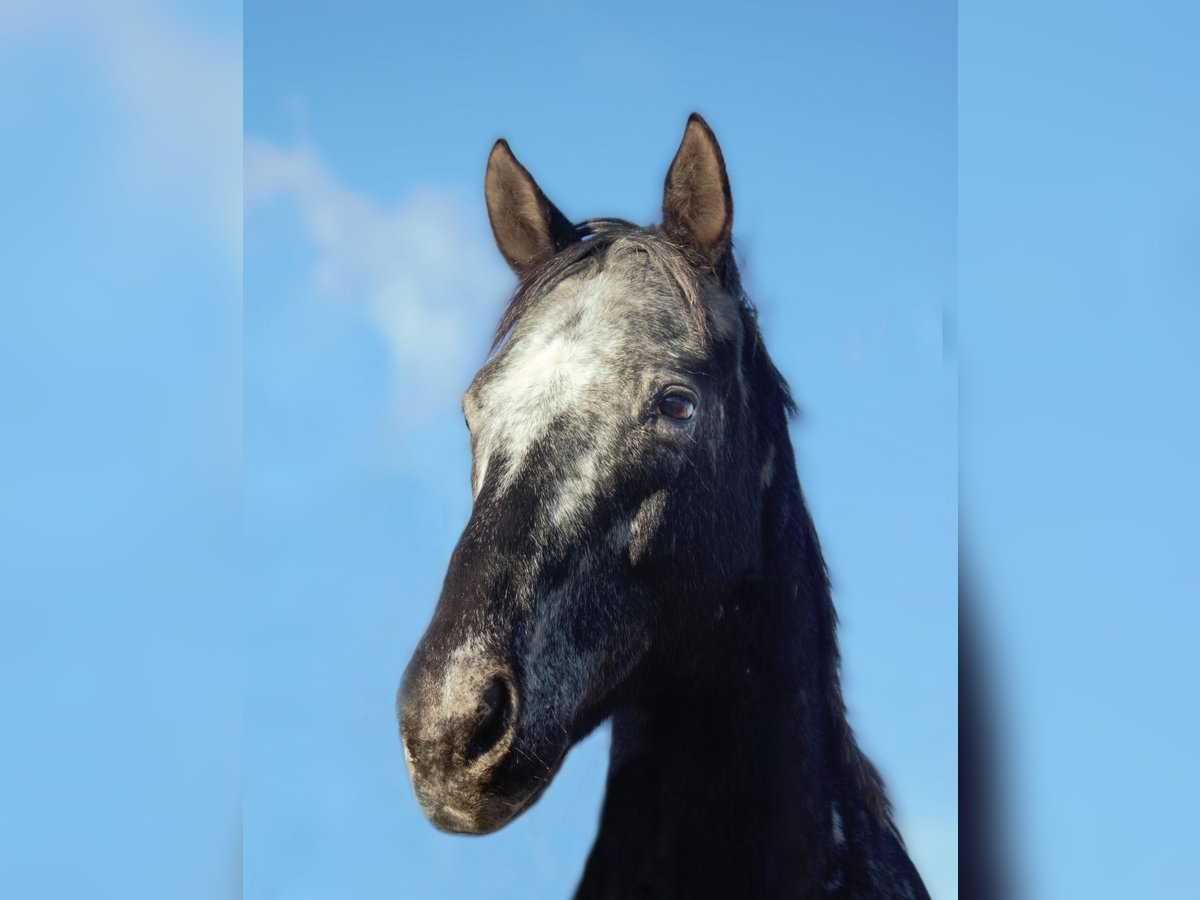 Appaloosa Gelding 11 years 15,2 hh in Wien, Donaustadt