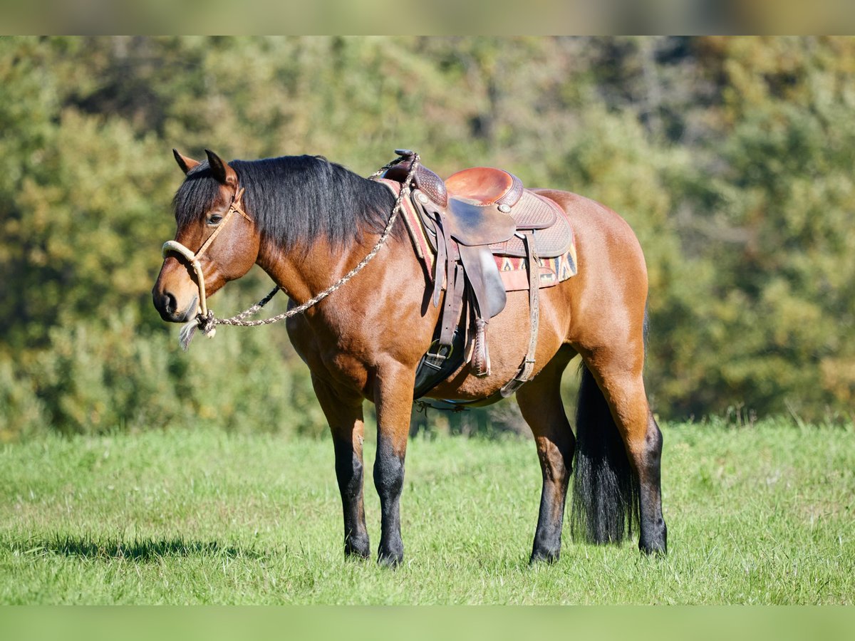 Appaloosa Gelding 12 years 15,1 hh Brown in München