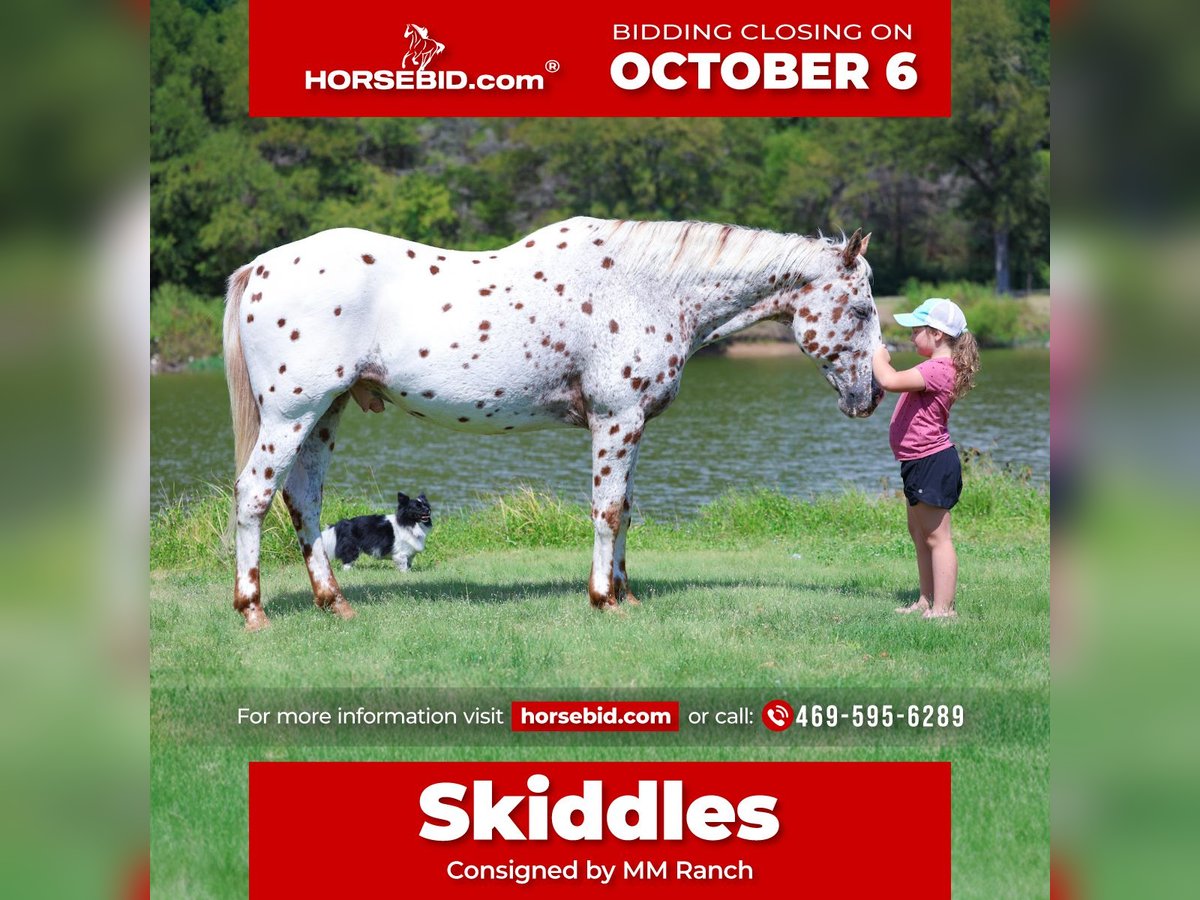Appaloosa Gelding 12 years 15 hh in Forney, TX