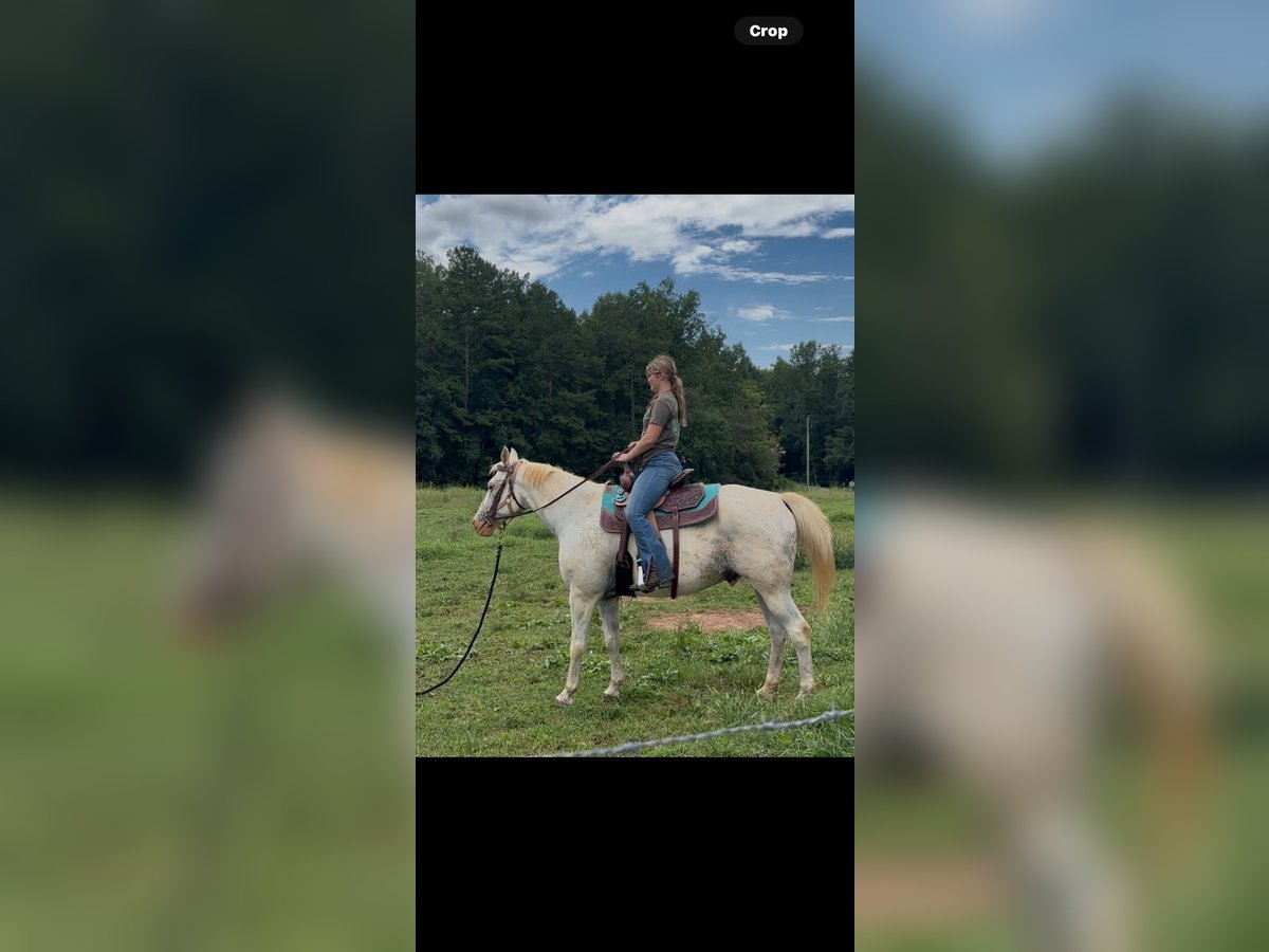 Appaloosa Gelding 12 years 15 hh White in Mocksville