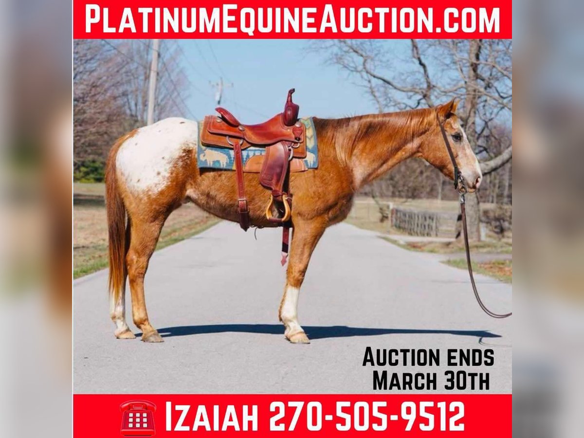 Appaloosa Gelding 12 years 15,1 hh Chestnut in rINEYVILLE ky