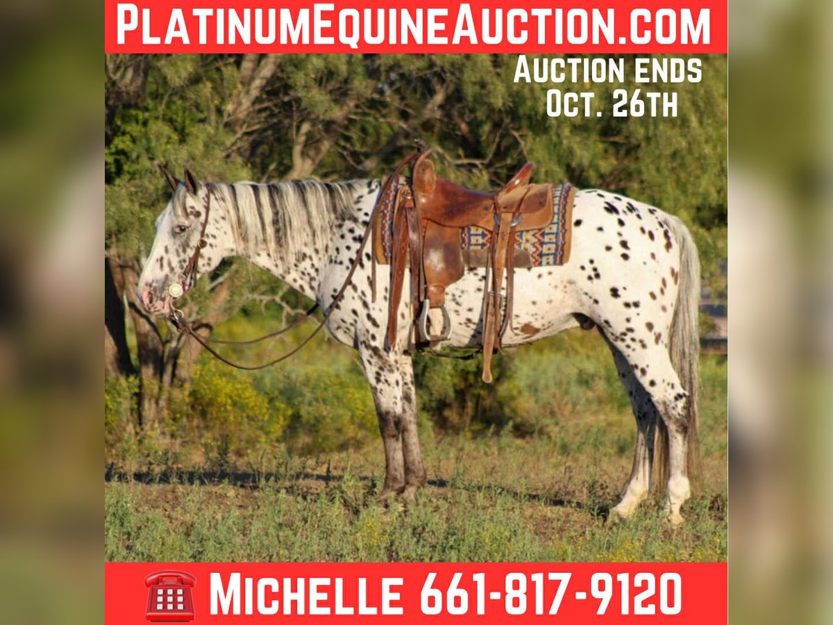 Appaloosa Gelding 13 years 14,1 hh Chestnut-Red in Stephenville TX