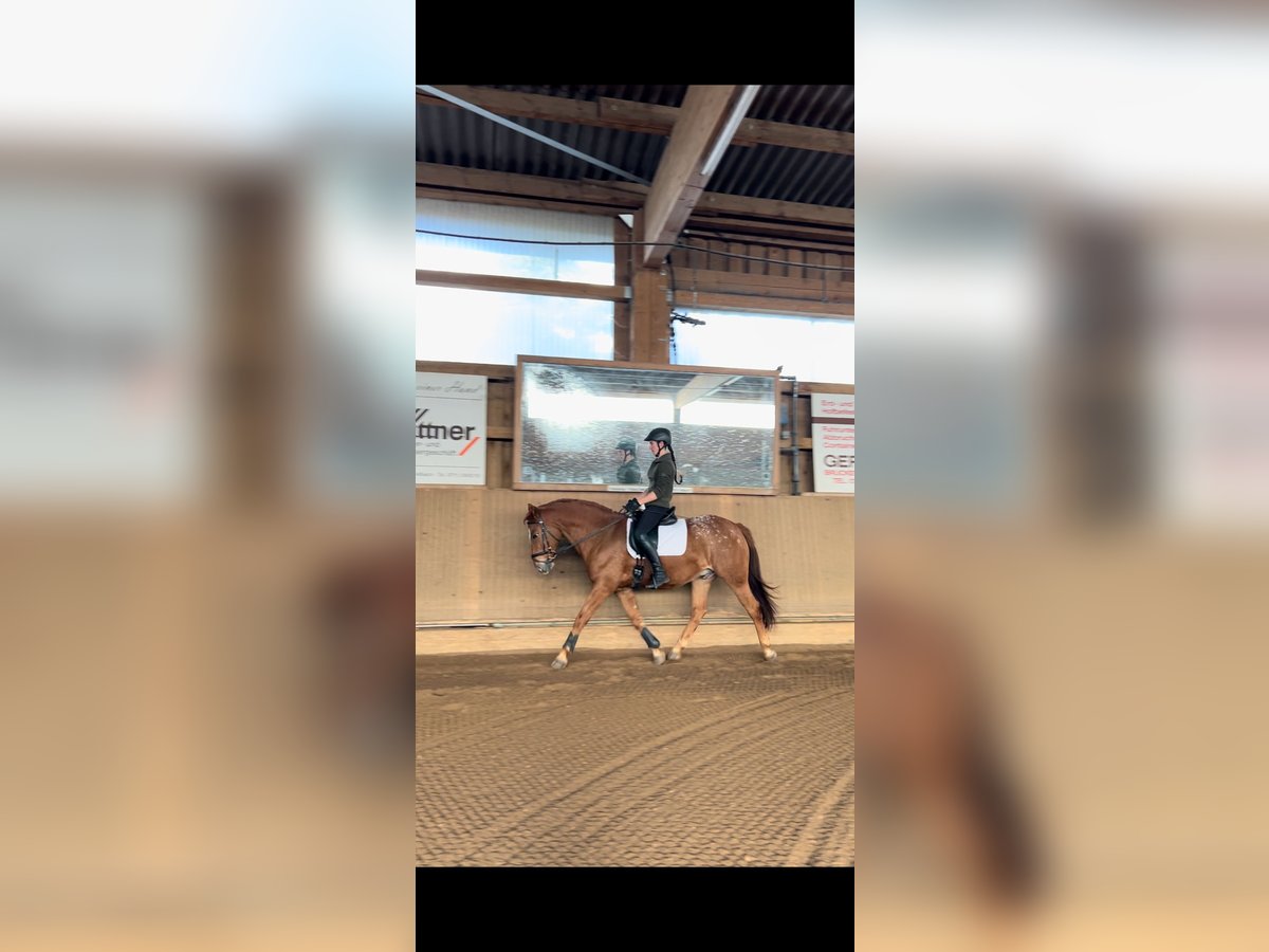 Appaloosa Mix Gelding 13 years 15,2 hh in Fellbach