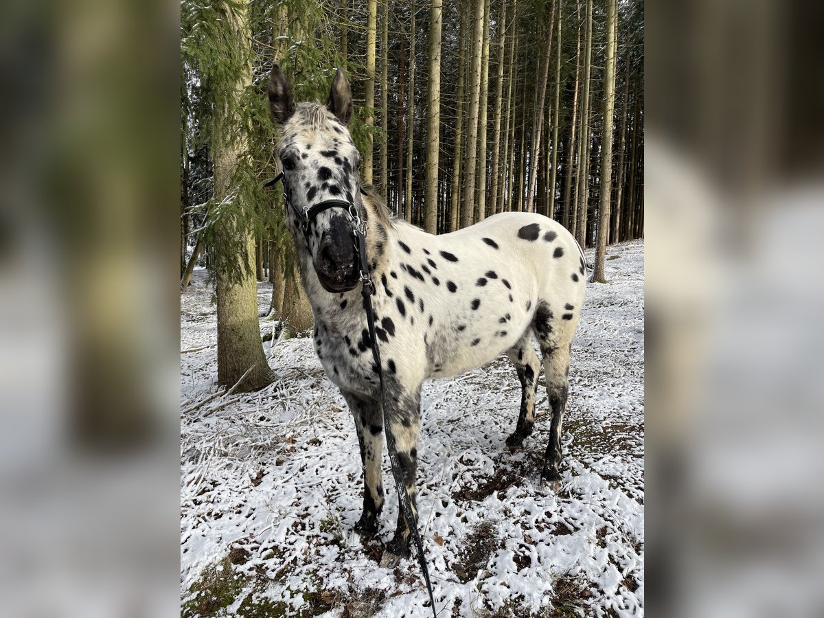 Appaloosa Gelding 13 years 16 hh Leopard-Piebald in Netzschkau