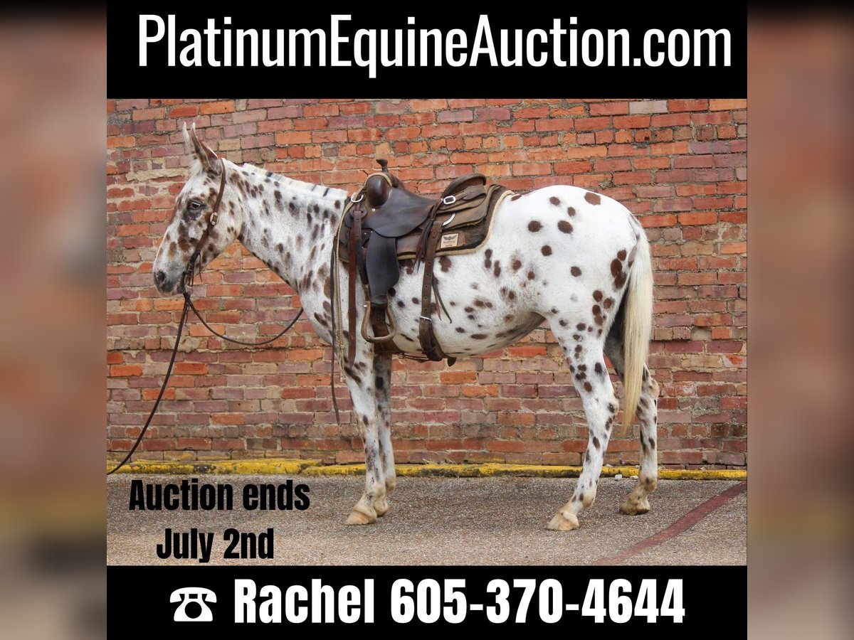 Appaloosa Gelding 13 years Chestnut in Rusk TX