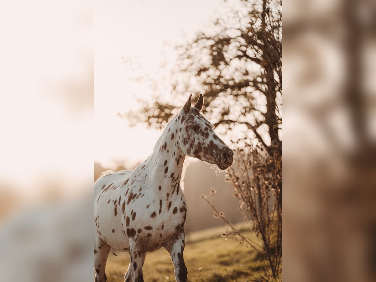 Appaloosa Gelding 14 years 15,1 hh Leopard-Piebald in Much