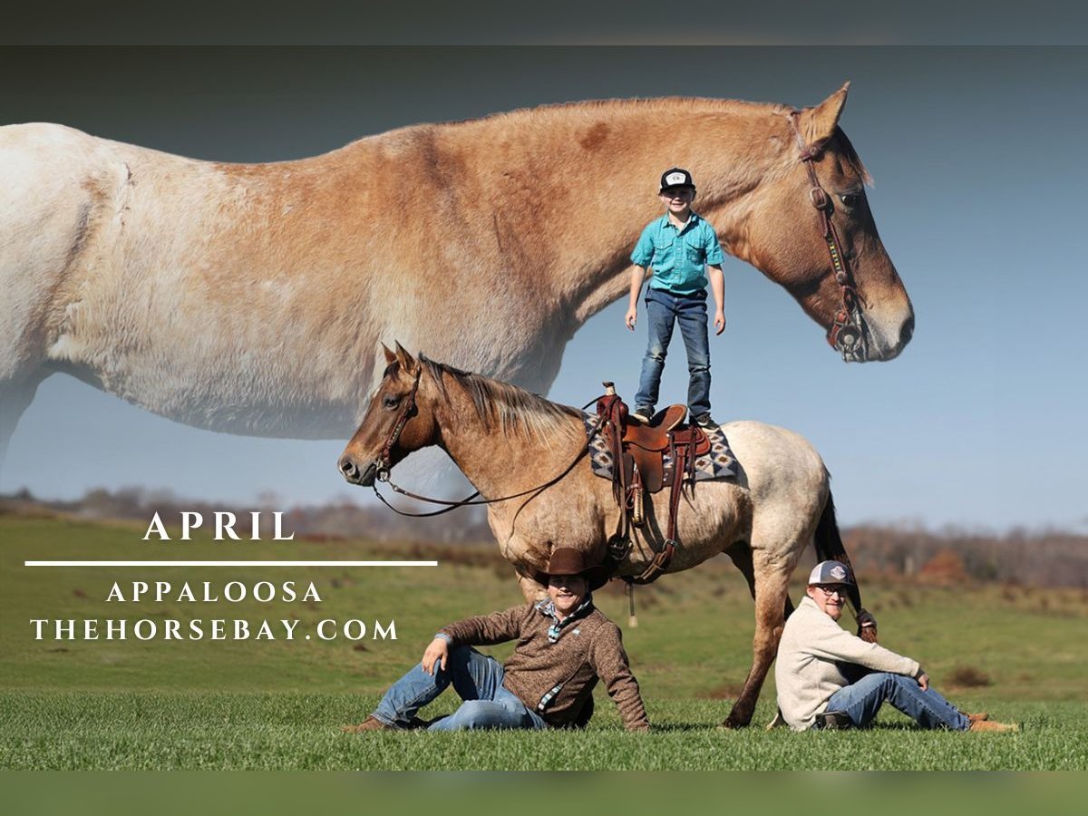 Appaloosa Gelding 14 years 15,2 hh Buckskin in Parkers Lake, KY