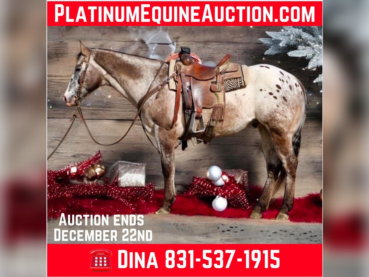 Appaloosa Gelding 14 years 15 hh in Paicines CA