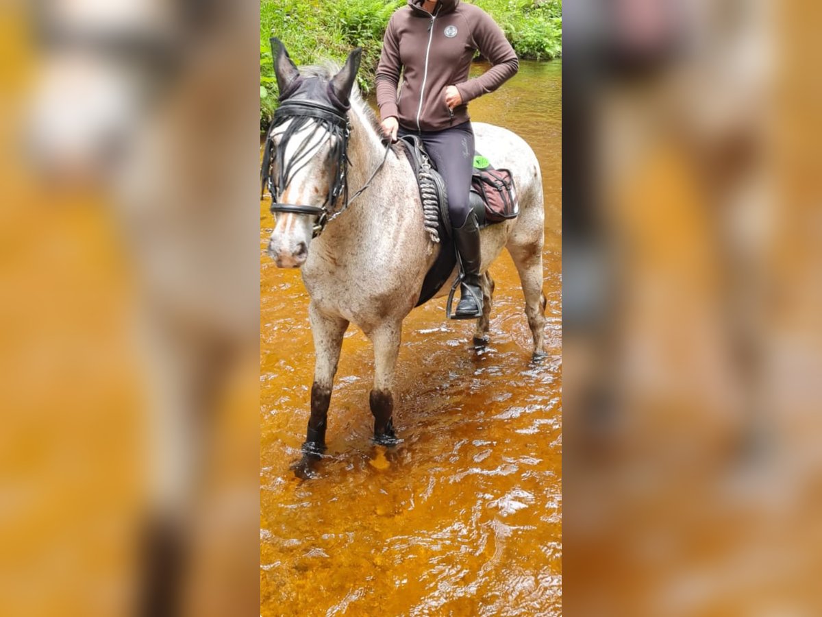 Appaloosa Mix Gelding 15 years 15,2 hh Pinto in Kronberg