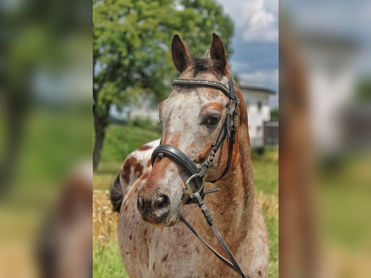 Appaloosa Gelding 15 years 15,1 hh Leopard-Piebald in Sipbachzell