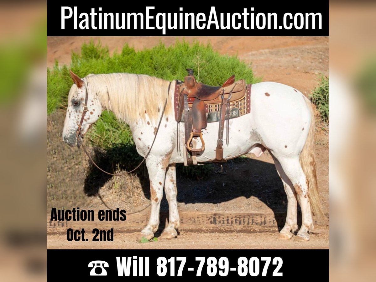 Appaloosa Gelding 15 years 16 hh White in Murietta CA